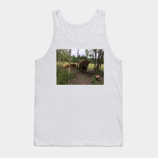 Scottish Highland Cattle Bulls 1467 Tank Top